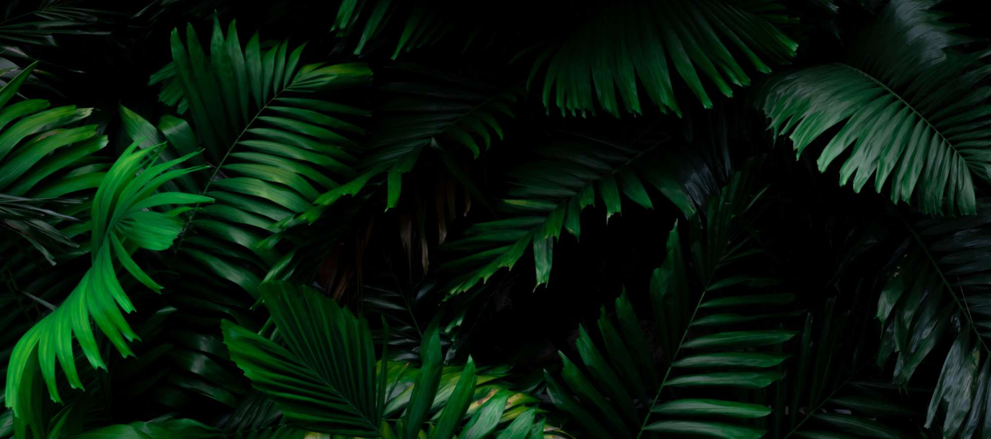 bannerdruck_palme
